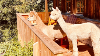 Alpakas auf dem Balkon