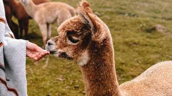 Alpakaerlebnisse auf dem Schmalenhof