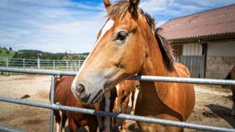 Bauernhof Nyffeler, Häusernmoos, Pferd