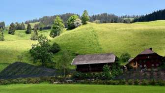 Alpenrose Bumbach Schangnau