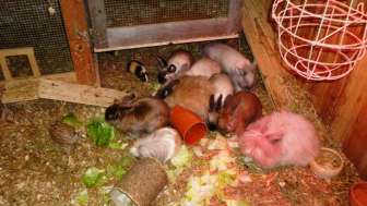 Bio-Bauernhof Bach, Trub, Hasen