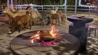 Alpakaerlebnisse auf dem Schmalenhof