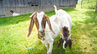 Bauernhof Nyffeler, Häusernmoos, Ziege