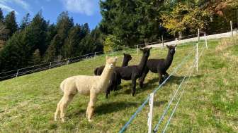 Ferienwohnung Alpakaweidli, Aeschau