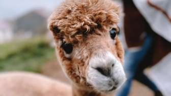 Alpakaerlebnisse auf dem Schmalenhof
