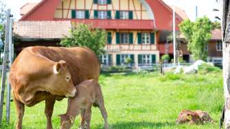 Hofgemeinschaft Alma Verde, Gysenstein, Kühe, Weide, Aussenansicht, Sommer