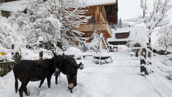 Ferienwohnung_Vogelsang_Emmenmatt_ Esel