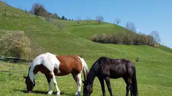 Pferde auf der Wiese